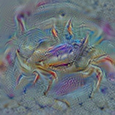 n01978455 rock crab, Cancer irroratus